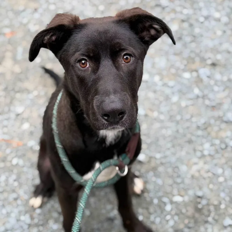 A young large-sized male Black Labrador Retriever dog named Johnny for adoption in Washington, DC