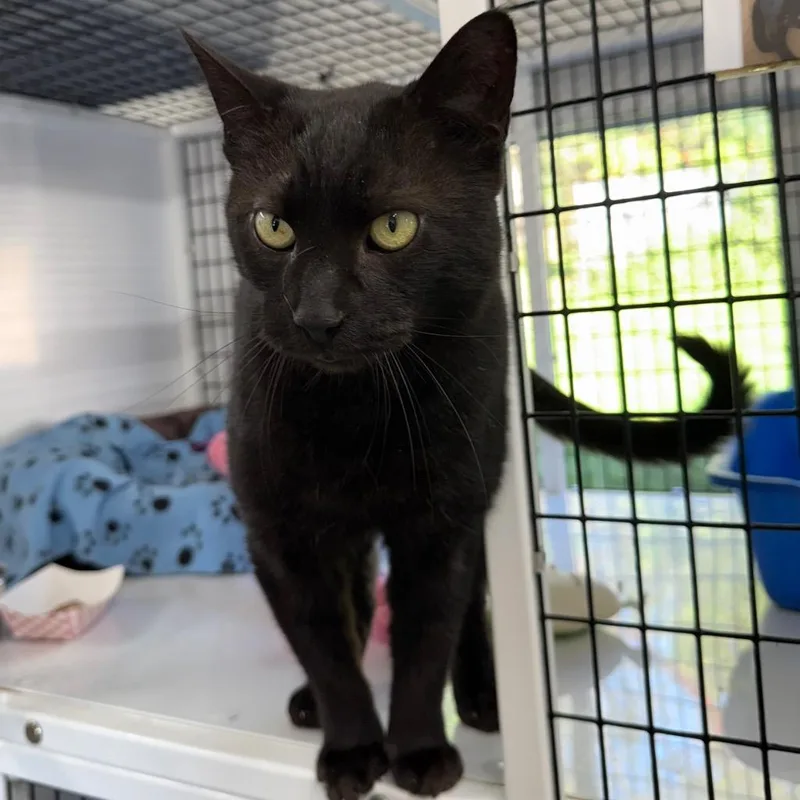 An adult medium-sized male Domestic Short Hair cat named Charley for adoption in Ewing, NJ