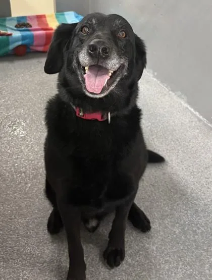 A young medium-sized male Labrador Retriever dog named Harley for adoption in Buffalo, MN