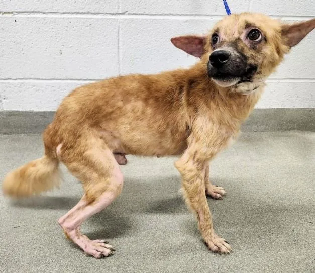 A young small-sized male Chihuahua dog named Rusty for adoption in Houston, TX