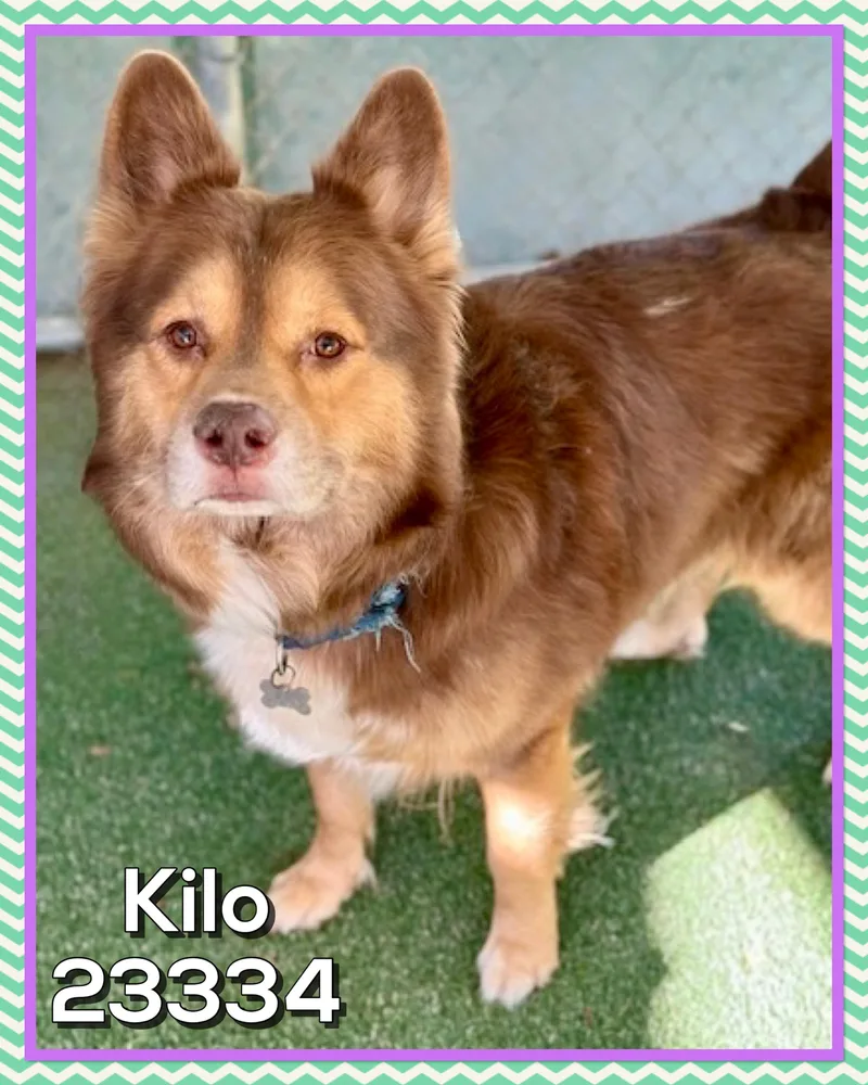 An adult medium-sized male Brown / Chocolate Australian Shepherd dog named Kilo for adoption in Marietta, GA
