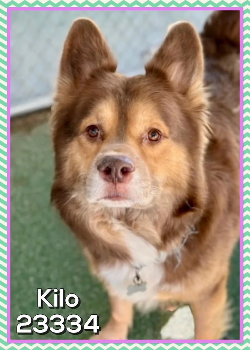 Kilo thumbnail 2