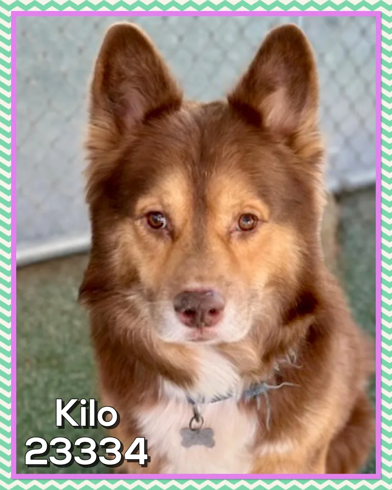 Kilo thumbnail 3