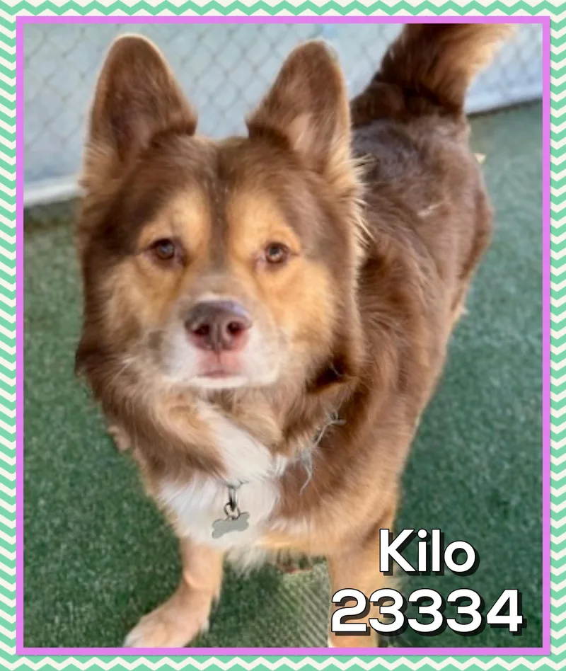Kilo thumbnail 4