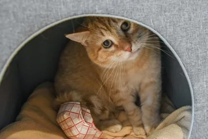 An adult medium-sized male Domestic Short Hair cat named Mandarin for adoption in Ringoes, NJ