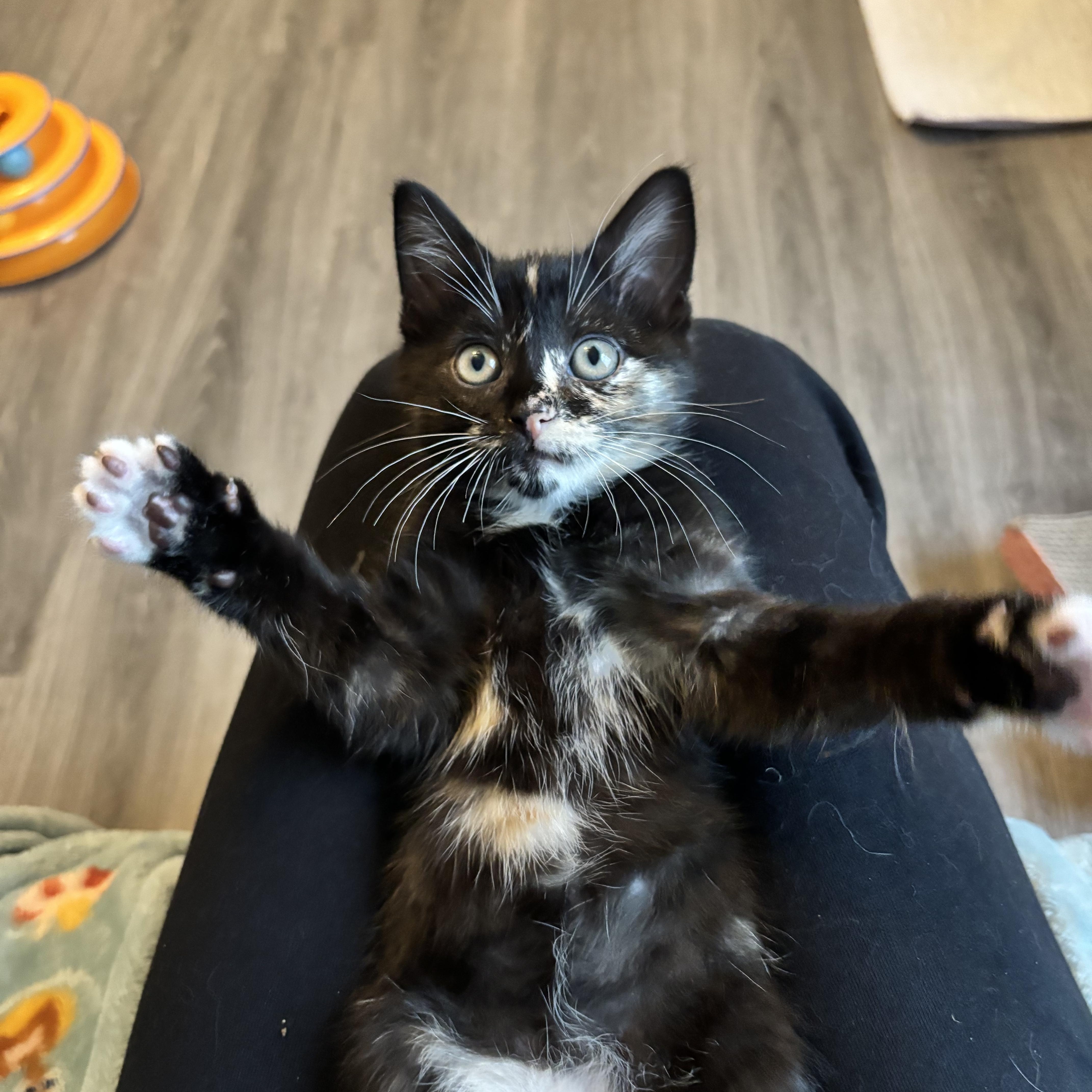 A baby medium-sized female Tortoiseshell Domestic Short Hair cat named Reese Sweet As for adoption in Plano, TX