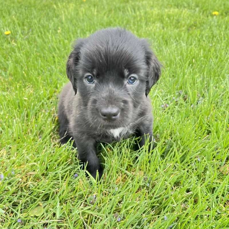 A baby small-sized female Black Labrador Retriever dog named Donettes for adoption in Wadena, MN
