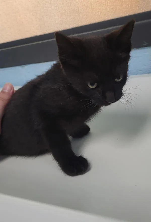 A baby small-sized female Domestic Short Hair cat named If for adoption in Lawrenceville, GA