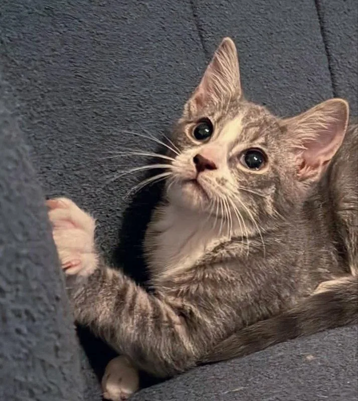 A young medium-sized male Tabby cat named Starlord for adoption in Knoxville, TN