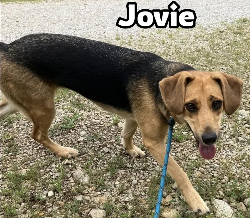 Jovie