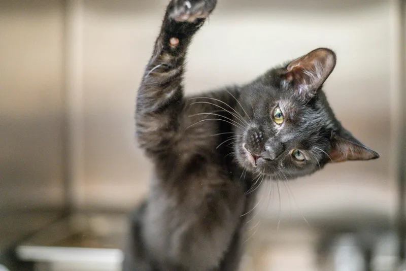 A baby medium-sized female Black Domestic Short Hair cat named Rose for adoption in Hilton Head Island, SC