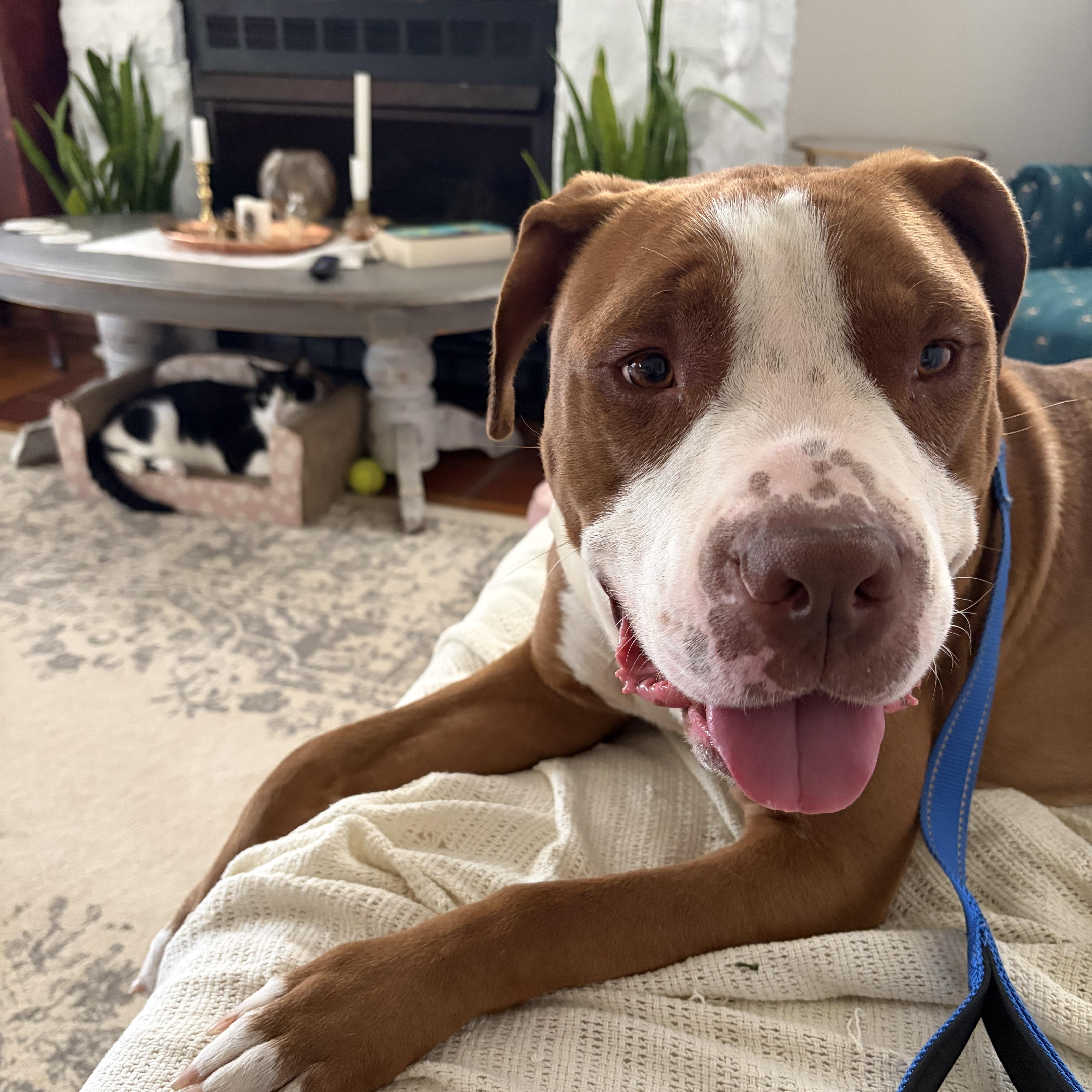 A young large-sized male Red / Chestnut / Orange Pit Bull Terrier dog named Benny "The Jet" Rodriguez for adoption in Lima, OH