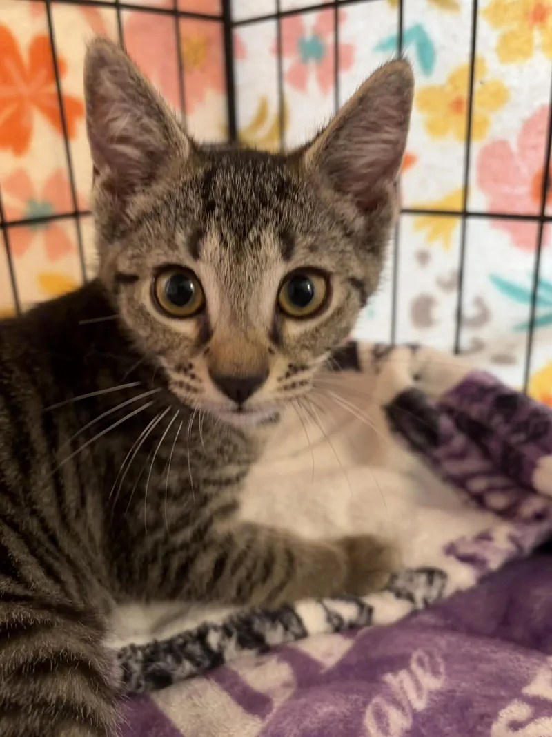A baby medium-sized female Tabby (Buff / Tan / Fawn) Domestic Short Hair cat named Lucy for adoption in Moorestown, NJ