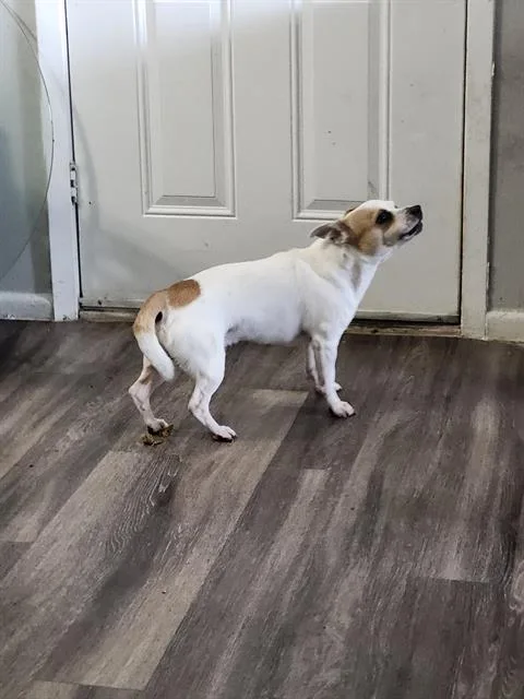 An adult small-sized male Terrier dog named Mason for adoption in San Antonio, TX