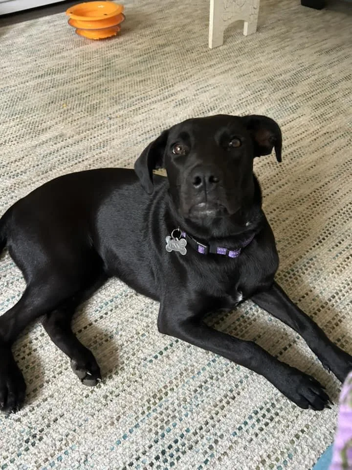 Pennypiperpenelope thumbnail 2