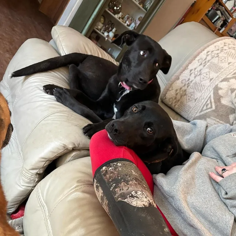 Pennypiperpenelope thumbnail 4