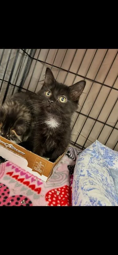 A baby medium-sized female Black Domestic Long Hair cat named Batty for adoption in Mokena, IL