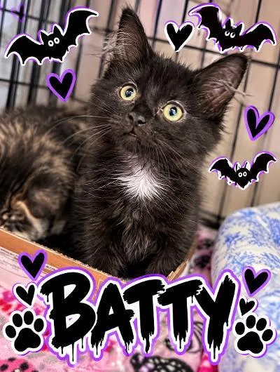 Batty thumbnail 2
