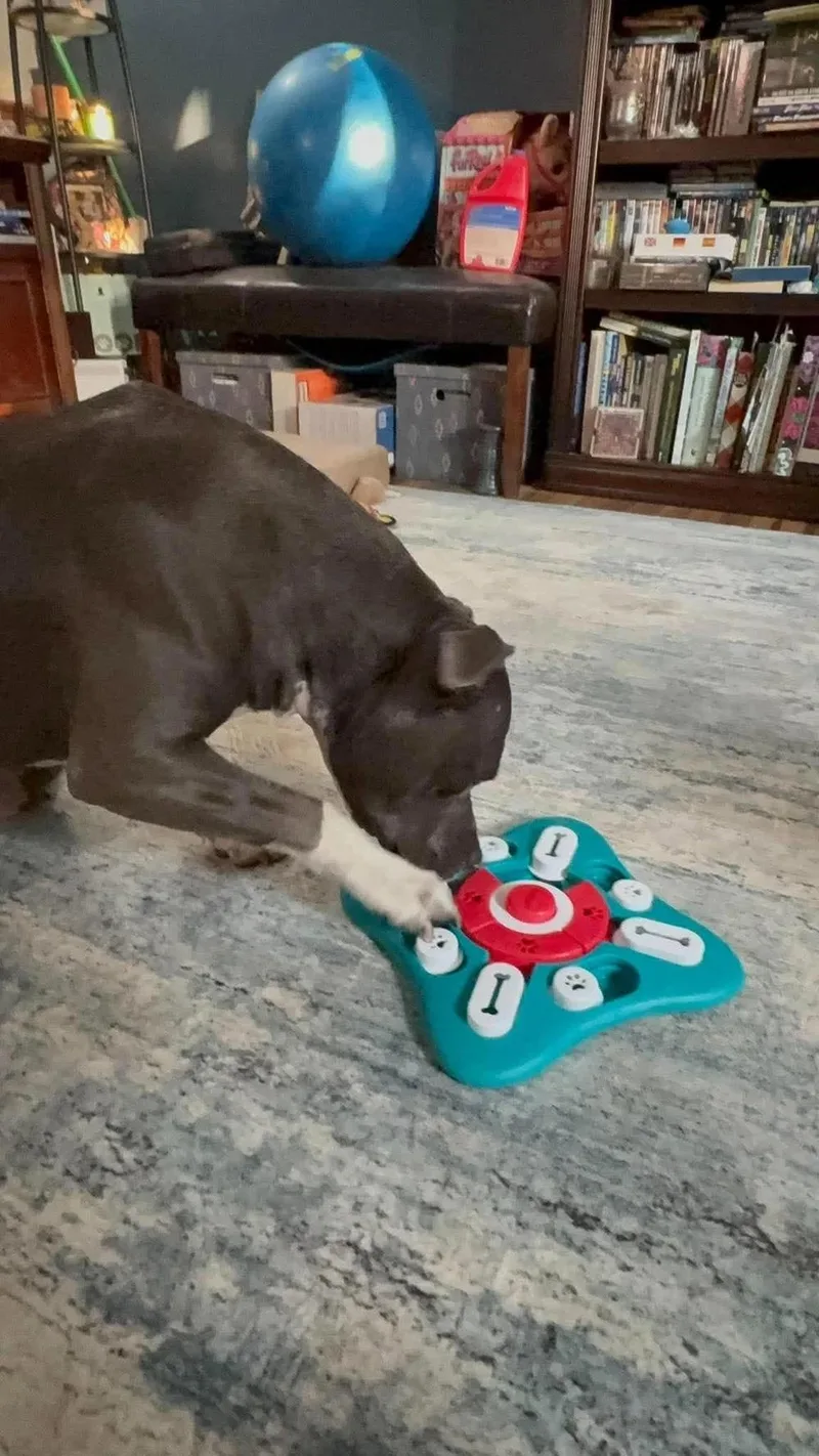 An adult large-sized female Gray / Blue / Silver Pit Bull Terrier dog named Lovey for adoption in Minneapolis, MN