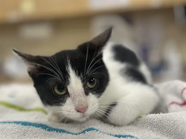 A young small-sized female Domestic Short Hair cat named Devon for adoption in Aliquippa, PA