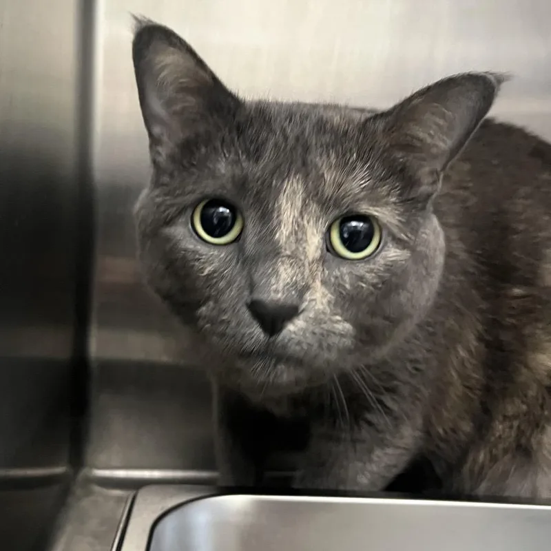 An adult large-sized female Tortoiseshell Domestic Short Hair cat named Evie for adoption in Fort Wayne, IN