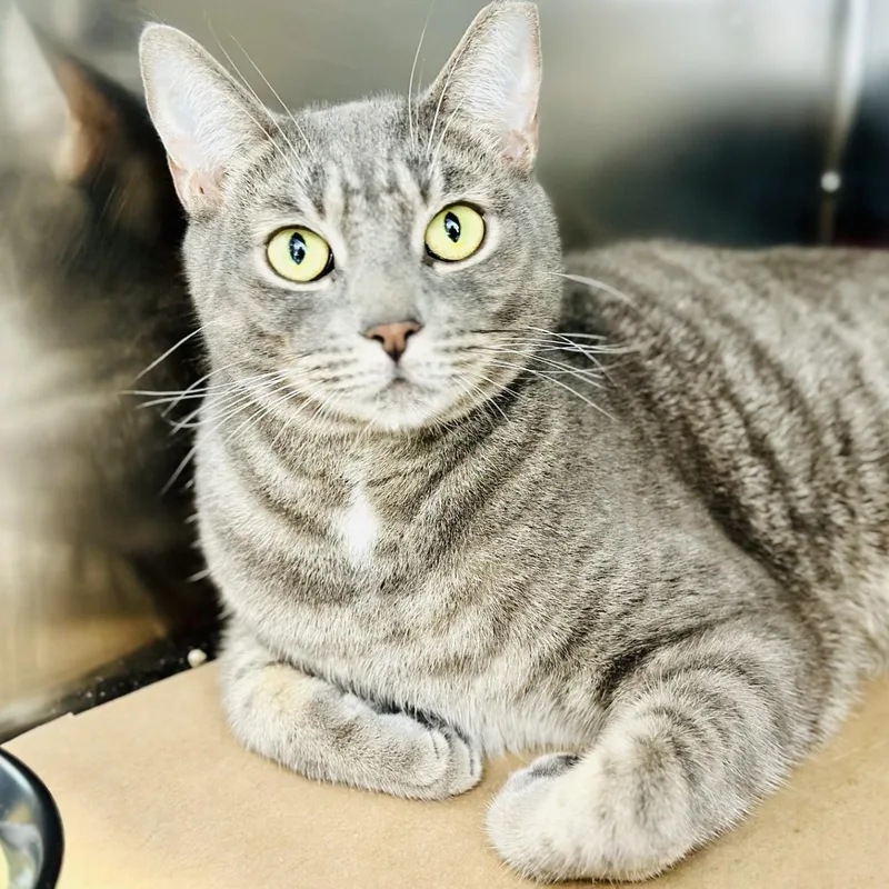 An adult medium-sized male Tabby (Gray / Blue / Silver) Domestic Short Hair cat named Pajamas for adoption in Jackson, NJ