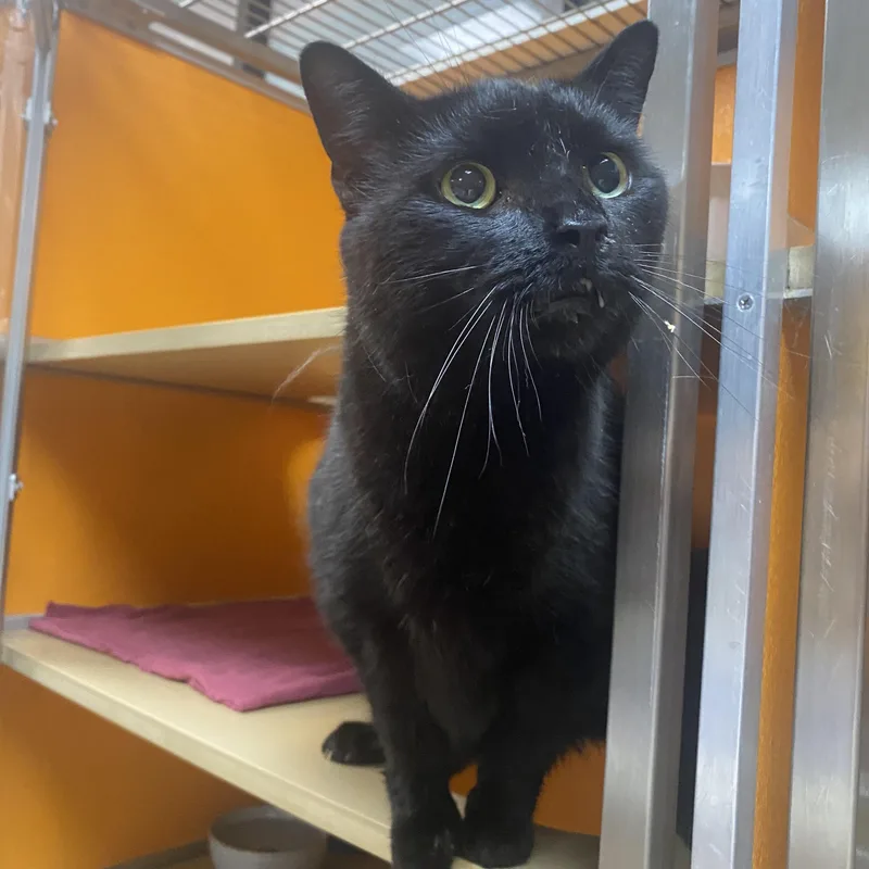 A senior large-sized male Black Domestic Short Hair cat named Domino for adoption in Elyria, OH