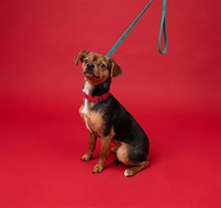 A young small-sized male Chihuahua dog named Papa for adoption in Los Angeles, CA