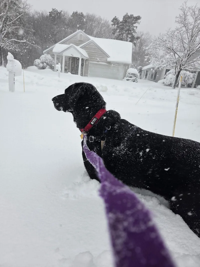 An adult large-sized male Black Labrador Retriever dog named Onyx for adoption in Cresco, PA