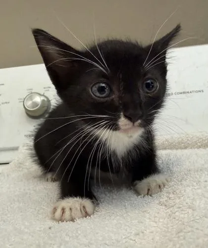 A baby small-sized male Domestic Short Hair cat named Reeses for adoption in River Ridge, LA