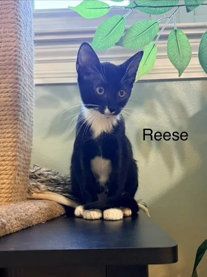 Reeses thumbnail 2