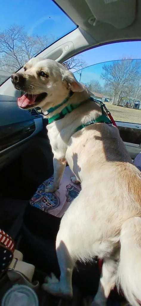 Marshmallow thumbnail 2