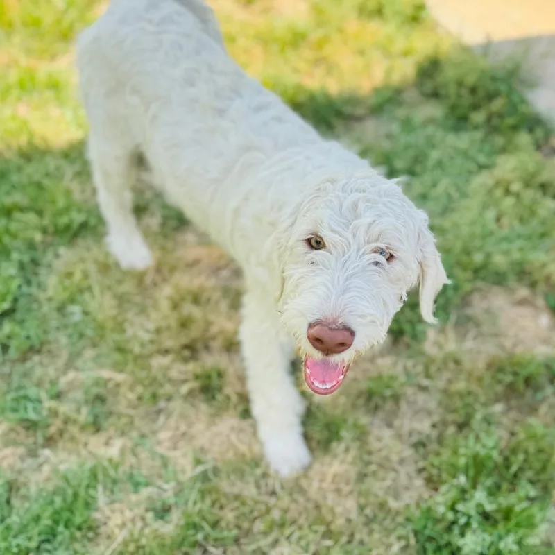 A baby medium-sized male White / Cream Poodle dog named Wallace for adoption in Brownsboro, AL