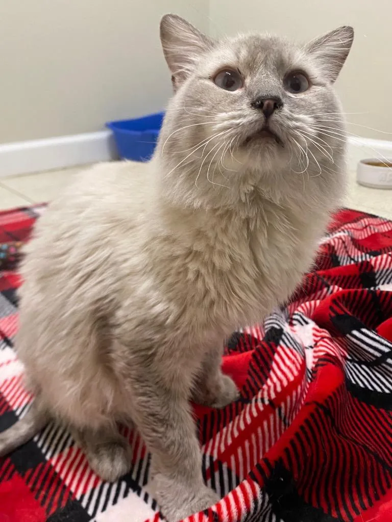 A senior medium-sized male Domestic Medium Hair cat named Stromboli for adoption in Fall River, MA