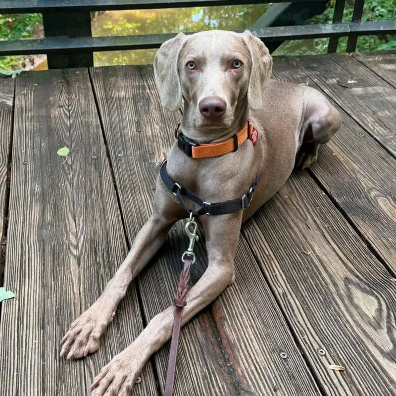 A young medium-sized female Gray / Blue / Silver Weimaraner dog named Lola for adoption in Birmingham, AL
