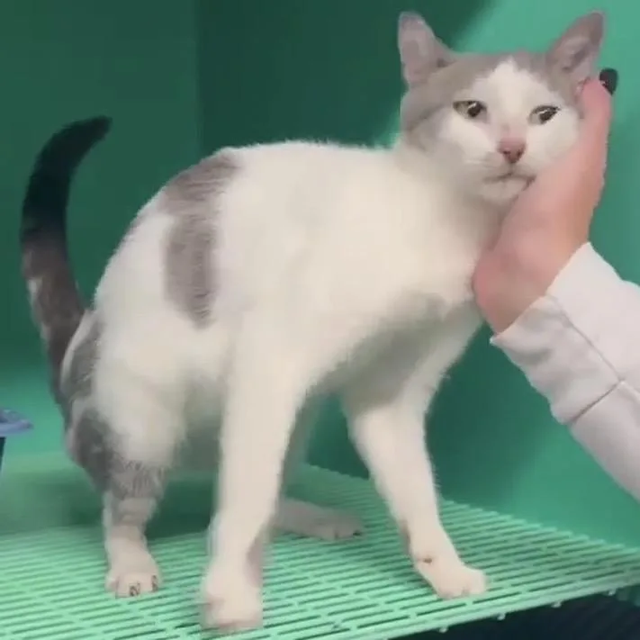 An adult medium-sized female White Domestic Short Hair cat named Harriet for adoption in Edwardsville, IL