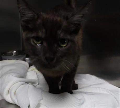 A baby small-sized male Domestic Short Hair cat named Lycan for adoption in Los Angeles, CA