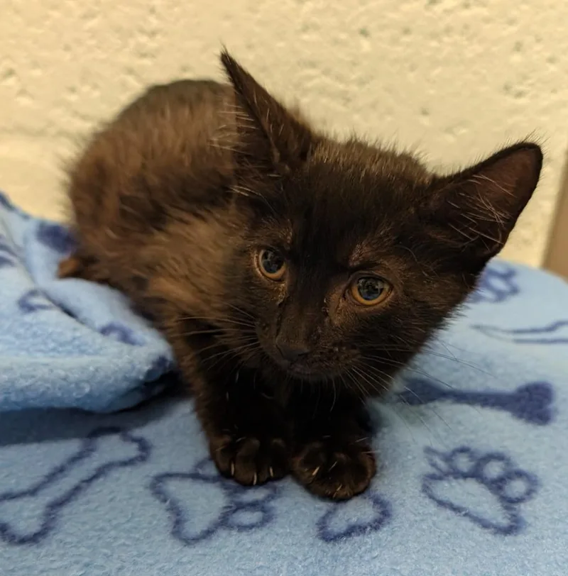 A baby small-sized female Domestic Short Hair cat named Panini for adoption in Cape Coral, FL