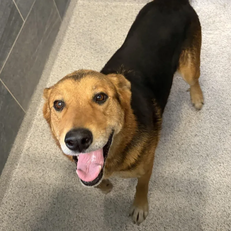 A senior medium-sized female Mixed Breed dog named Lady for adoption in Cooperstown, NY