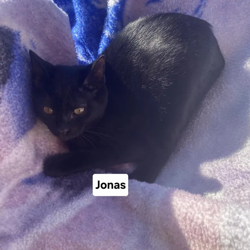 A baby small-sized male Black Domestic Short Hair cat named Jonas for adoption in Carmel, IN