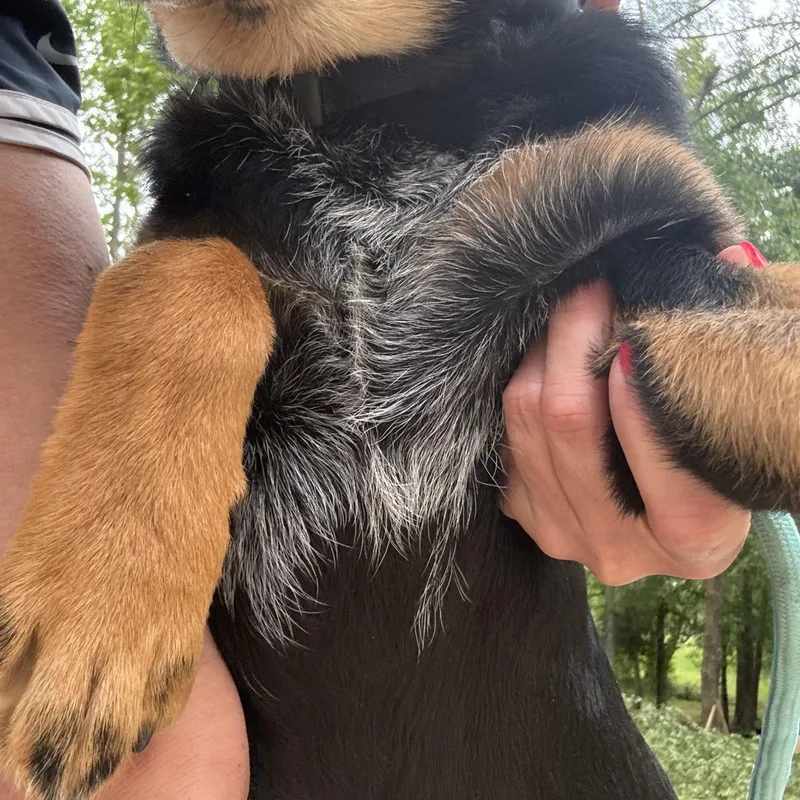 A young large-sized male Black Bernese Mountain Dog dog named Jude Paw for adoption in Cordova, TN