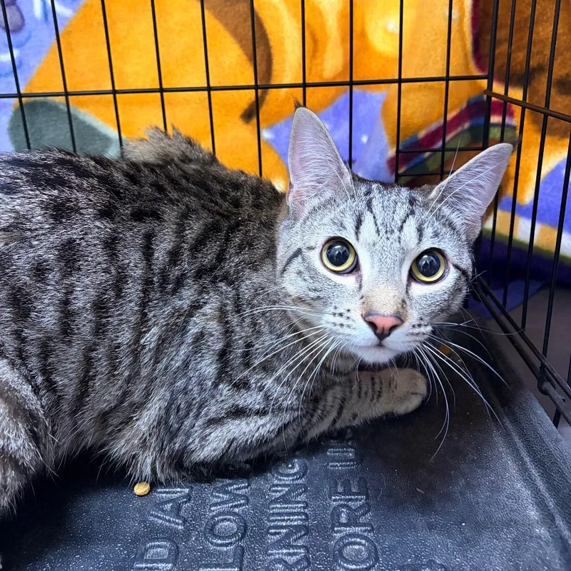 A young medium-sized male Brown / Chocolate Domestic Short Hair cat named George Little for adoption in Spokane, WA