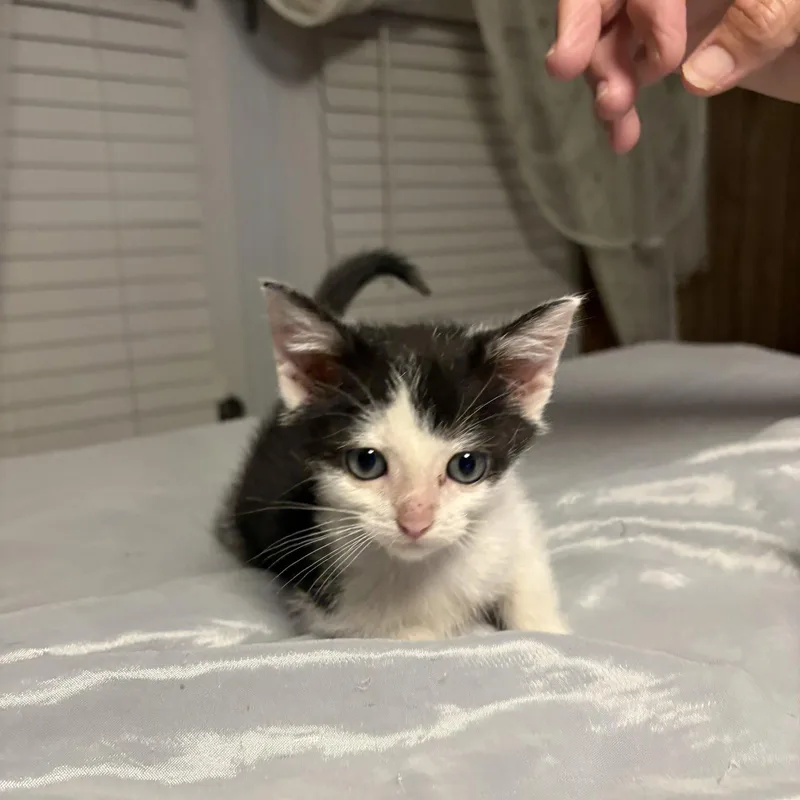 A baby medium-sized male Black & White / Tuxedo Domestic Short Hair cat named Atticus for adoption in White Bluff, TN
