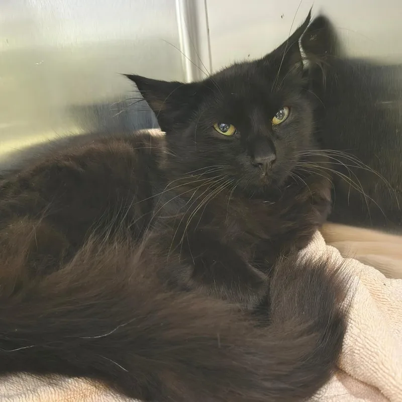 A young medium-sized female Domestic Long Hair cat named Appa for adoption in East Hampton, NY