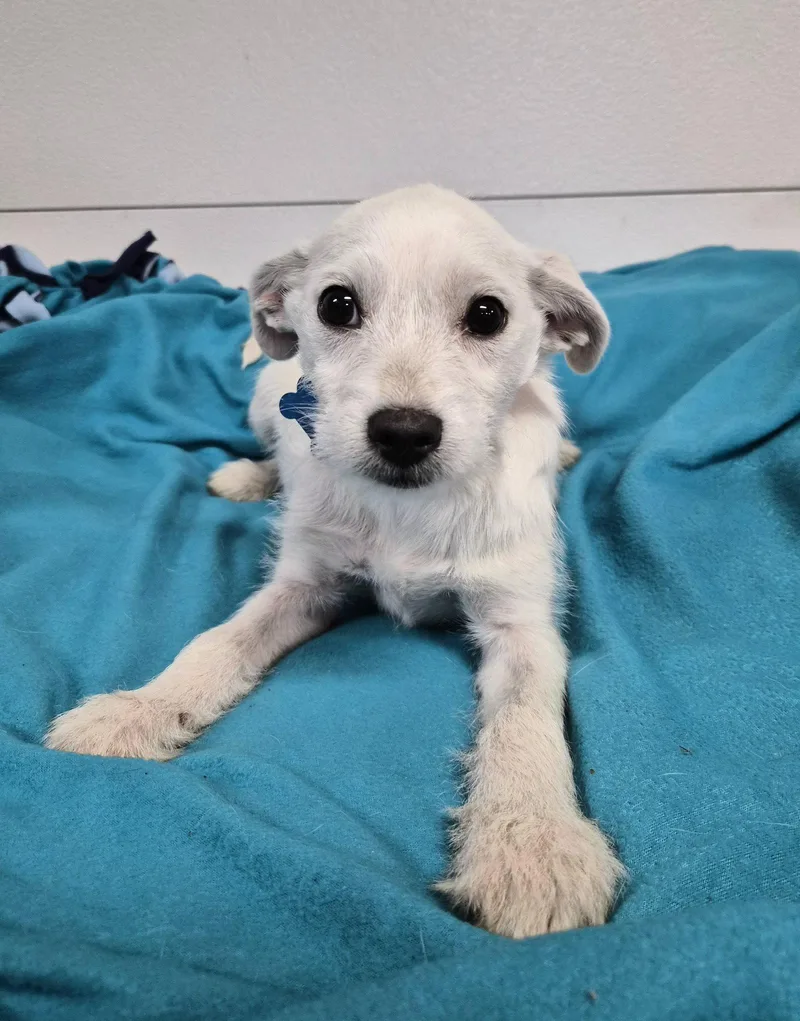 A baby medium-sized male Terrier dog named Edward for adoption in Hillside, IL