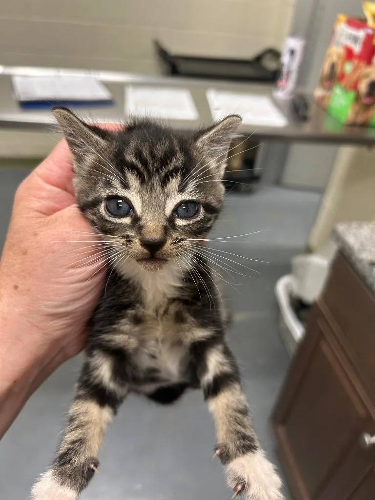 A young small-sized male Domestic Short Hair cat named Copy of Baltus for adoption in Winder, GA