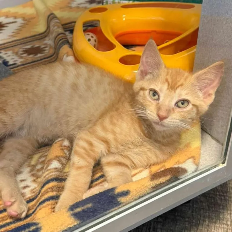 A baby medium-sized female Tabby (Orange / Red) Domestic Short Hair cat named Chevy for adoption in Bear, DE