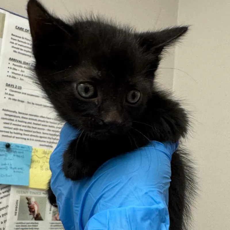 A baby small-sized male Black Domestic Short Hair cat named Spring for adoption in Columbiana, AL