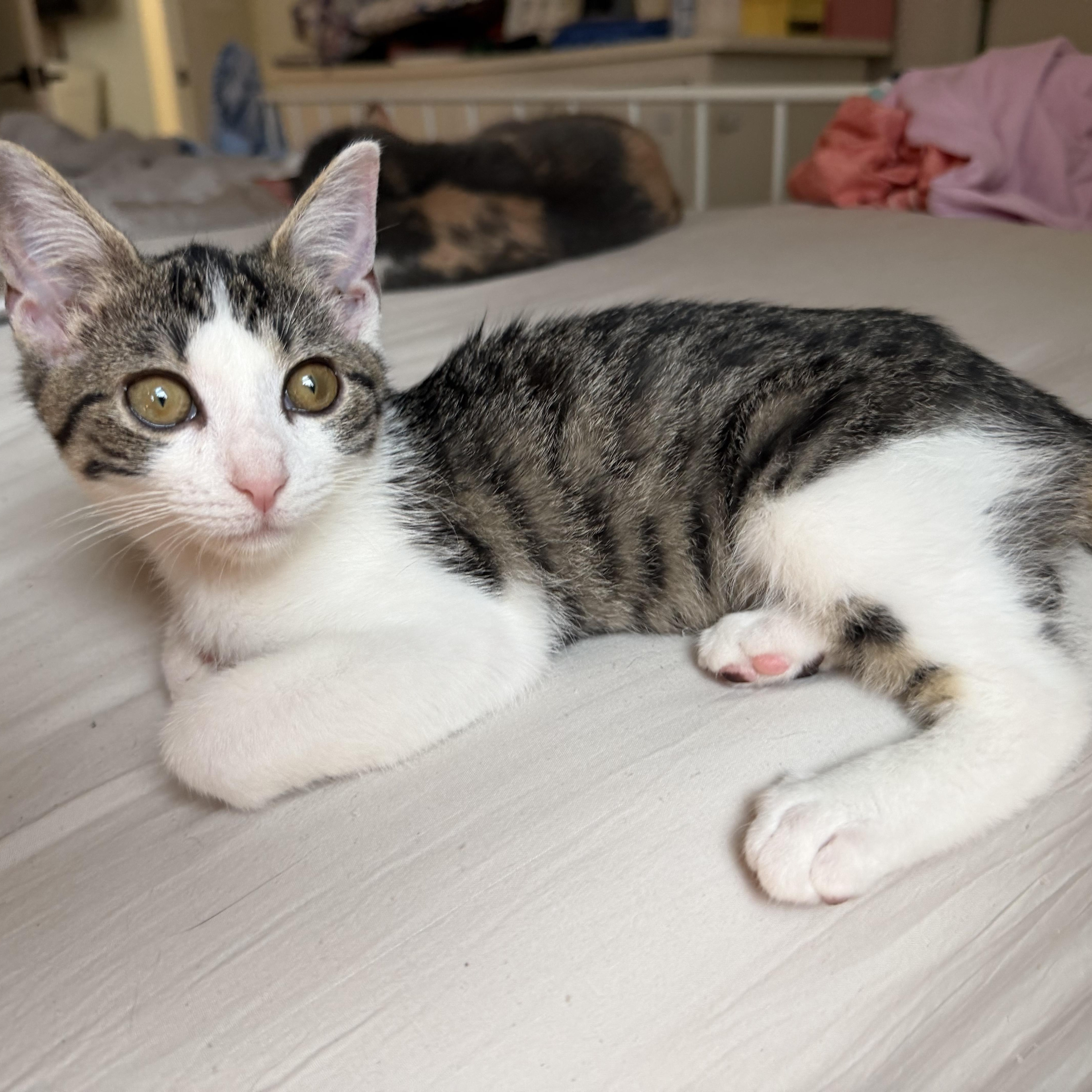 A baby small-sized female Domestic Short Hair cat named Knicks for adoption in Brooklyn, NY