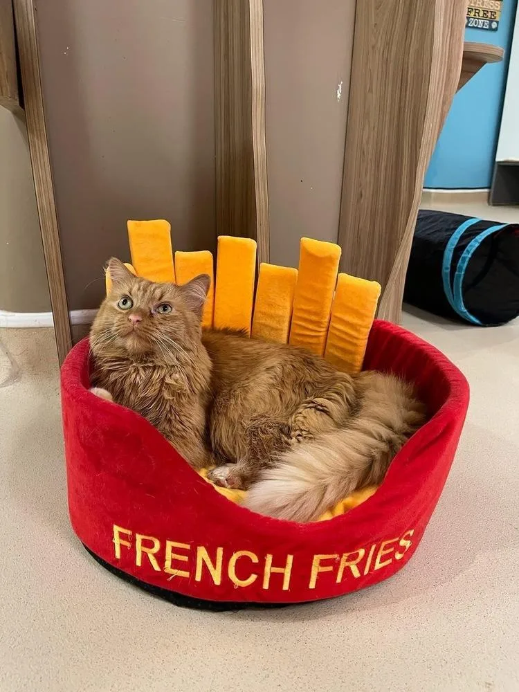 An adult medium-sized female Tabby (Orange / Red) Domestic Long Hair cat named Caju for adoption in Harpers Ferry, WV